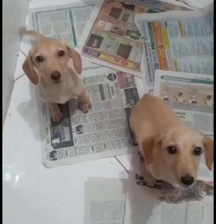 Cachorro ra a Basset idade 2 a 6 meses nome Sem nome