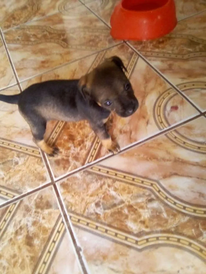 Cachorro ra a indefinida idade Abaixo de 2 meses nome Jujubinha