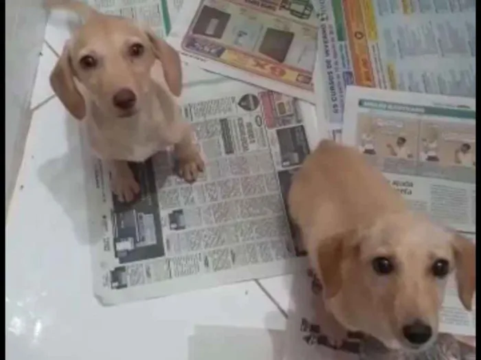 Cachorro ra a Basset idade 2 a 6 meses nome Sem nome