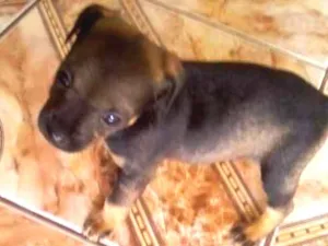 Cachorro raça indefinida idade Abaixo de 2 meses nome Jujubinha