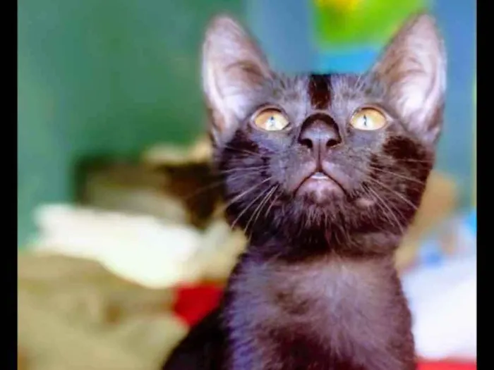 Gato ra a SRD idade 2 a 6 meses nome Sem nome ainda 