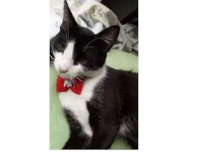 Gato raça Frajola idade 1 ano nome Pepi