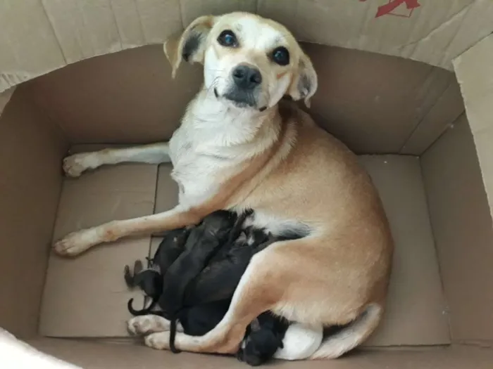 Cachorro ra a Sem raça definida idade Abaixo de 2 meses nome Sem nome 