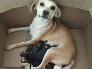 Cachorro raça Sem raça definida idade Abaixo de 2 meses nome Sem nome 