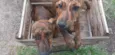 Meninas
