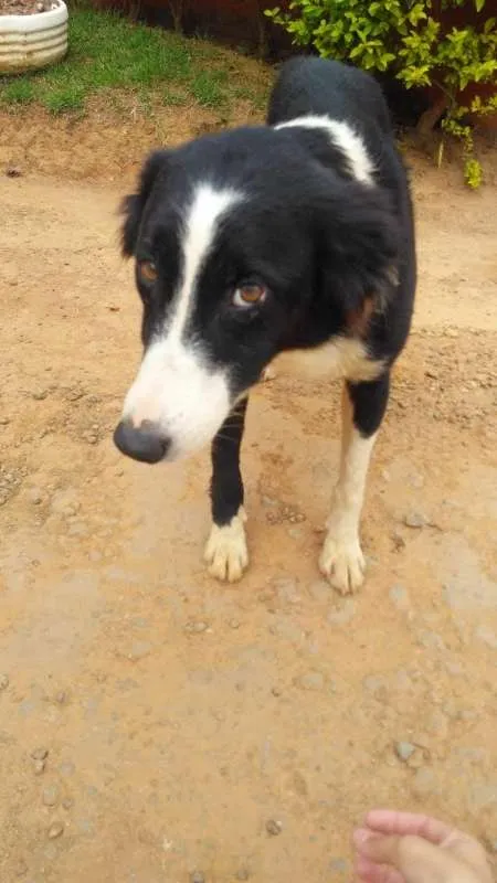 Cachorro ra a SRD idade 2 anos nome PANDORA