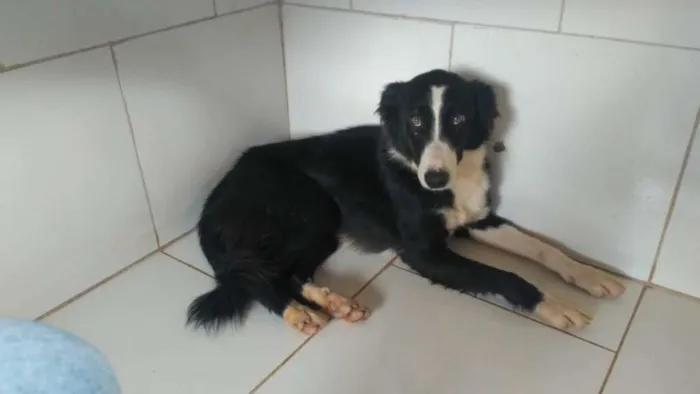 Cachorro ra a SRD idade 2 anos nome PANDORA