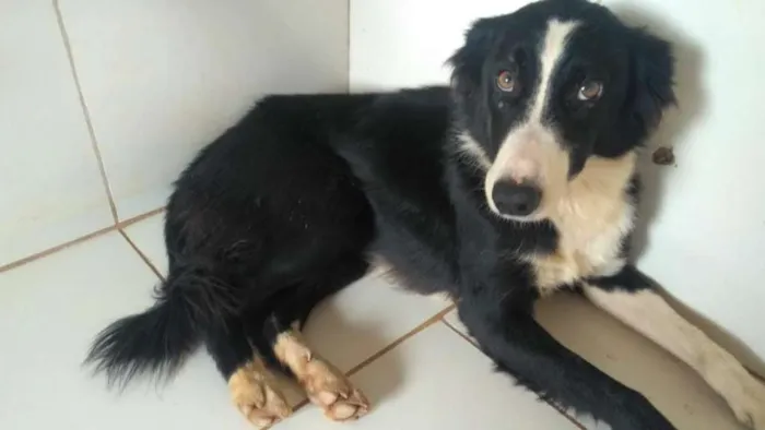 Cachorro ra a SRD idade 2 anos nome PANDORA