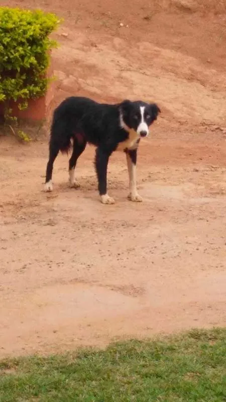 Cachorro ra a SRD idade 2 anos nome PANDORA