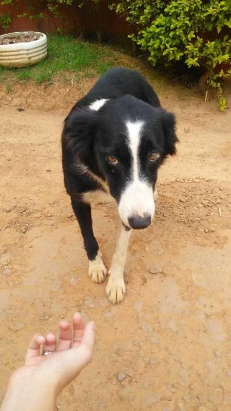 Cachorro ra a SRD idade 2 anos nome PANDORA