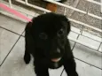 Pretinha
