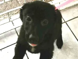 Cachorro raça Vira lata  idade 2 a 6 meses nome Pretinha