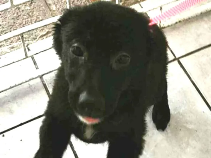 Cachorro ra a Vira lata  idade 2 a 6 meses nome Pretinha
