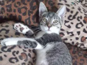 Gato raça SRD idade 2 a 6 meses nome Liz