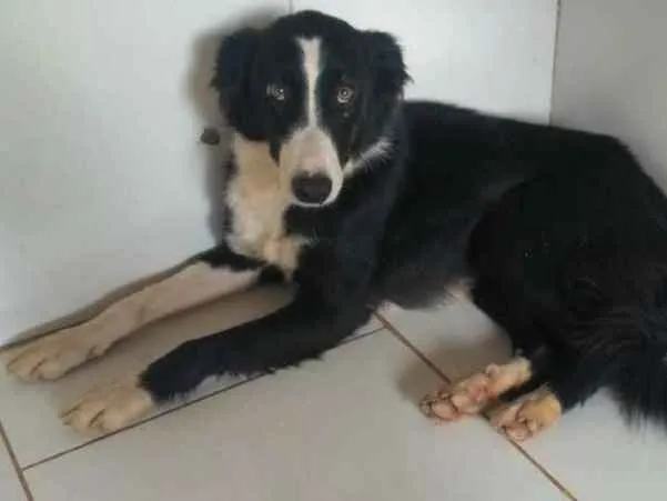 Cachorro ra a SRD idade 2 anos nome PANDORA