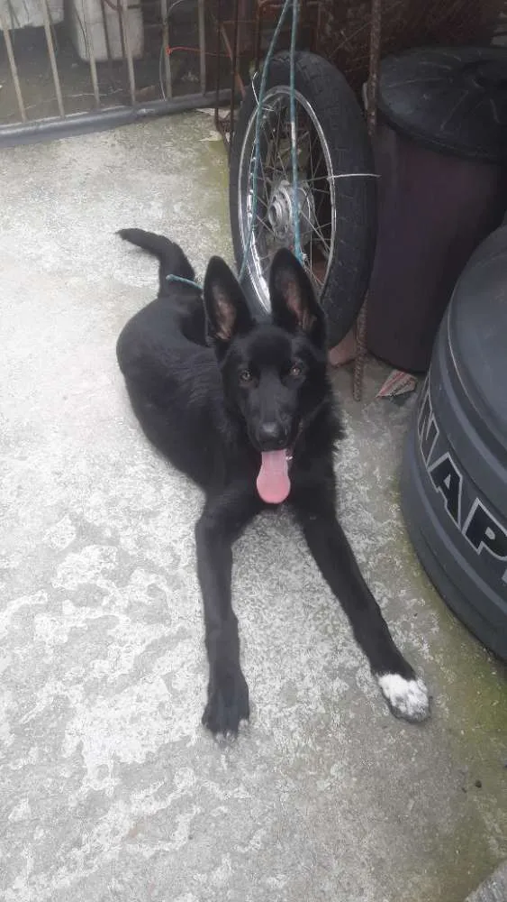 Cachorro ra a Pastor Alemão Preto  idade 2 a 6 meses nome Spicke Pastor Alemão