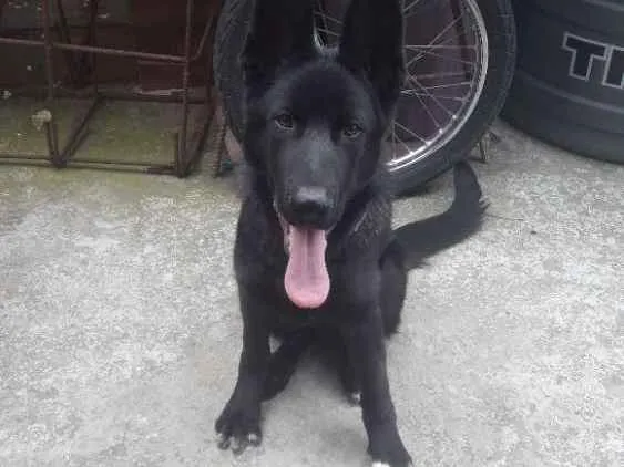 Cachorro ra a Pastor Alemão Preto  idade 2 a 6 meses nome Spicke Pastor Alemão