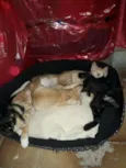 LINDOS FILHOTES 