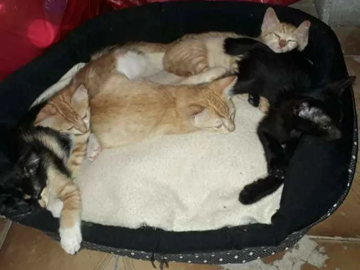 Gato ra a  idade 2 a 6 meses nome LINDOS FILHOTES 