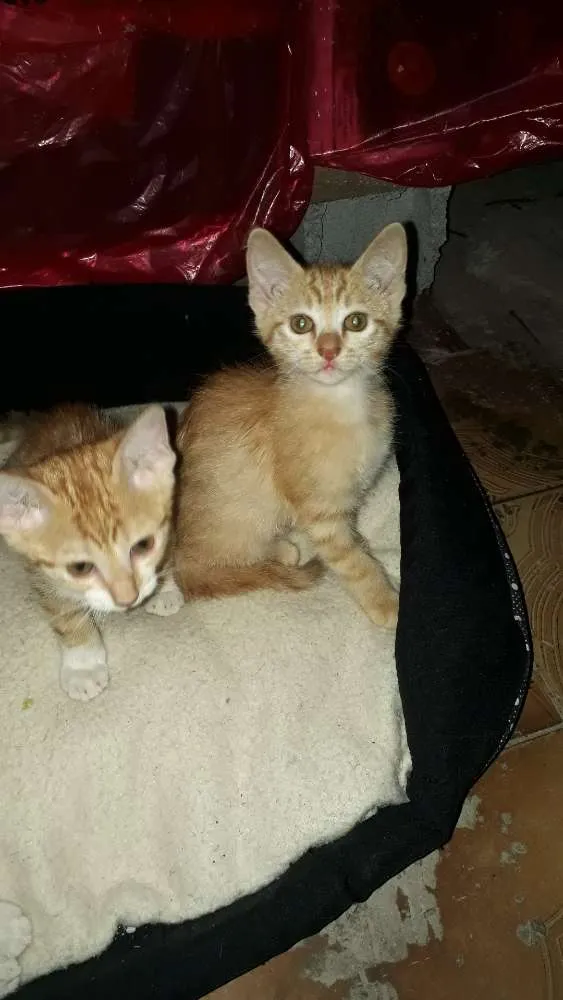 Gato ra a  idade 2 a 6 meses nome LINDOS FILHOTES 