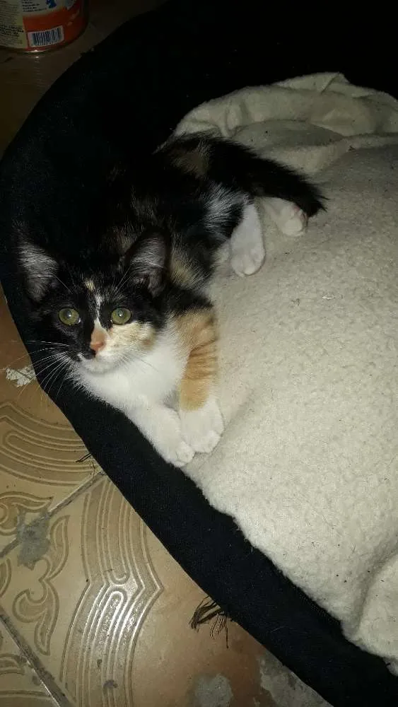 Gato ra a  idade 2 a 6 meses nome LINDOS FILHOTES 