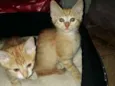 LINDOS FILHOTES 