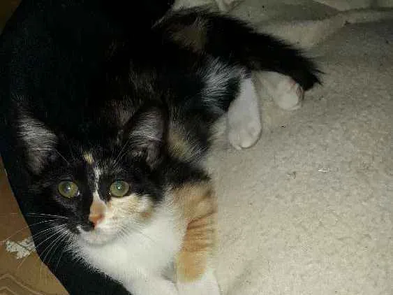 Gato ra a  idade 2 a 6 meses nome LINDOS FILHOTES 