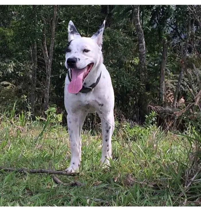 Cachorro ra a vira lata com pit bull idade 4 anos nome Suspiro