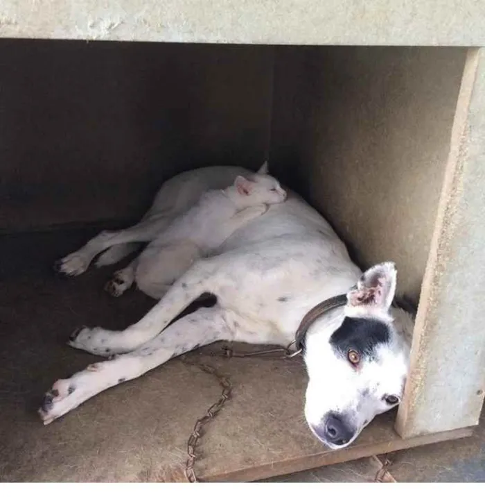 Cachorro ra a vira lata com pit bull idade 4 anos nome Suspiro