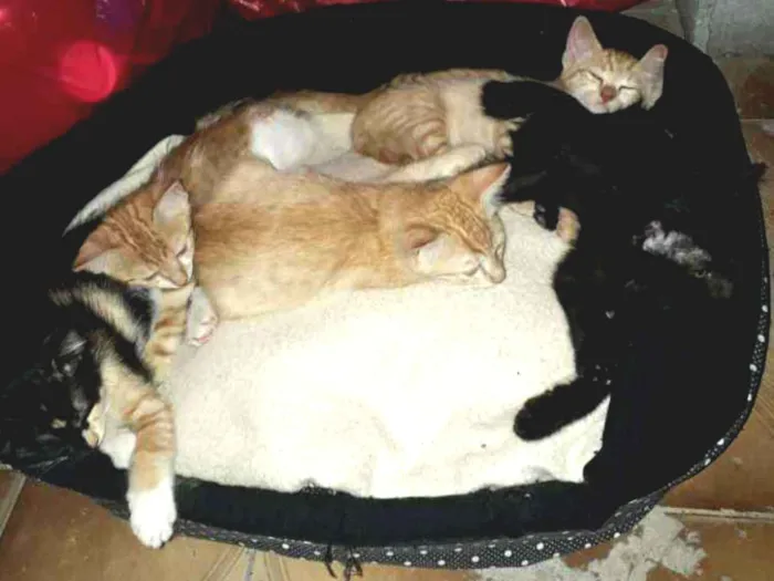 Gato ra a  idade 2 a 6 meses nome LINDOS FILHOTES 