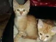 LINDOS FILHOTES 