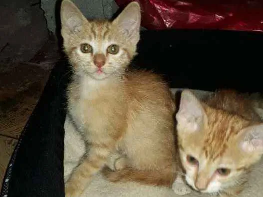 Gato ra a  idade 2 a 6 meses nome LINDOS FILHOTES 