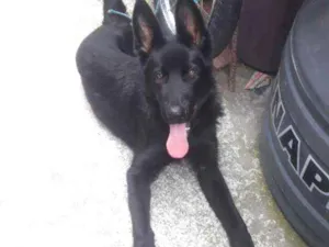 Cachorro raça Pastor Alemão Preto  idade 2 a 6 meses nome Spicke Pastor Alemão