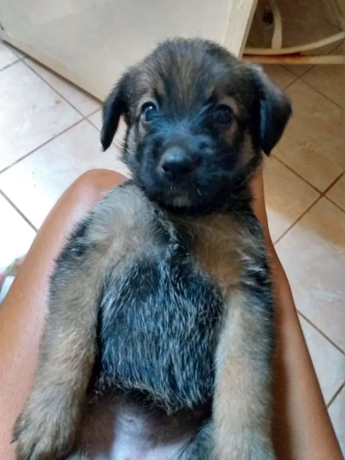 Cachorro ra a Não definida  idade Abaixo de 2 meses nome Pimpolha
