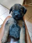 Pimpolha