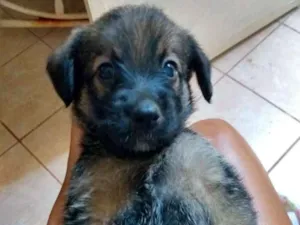 Cachorro raça Não definida  idade Abaixo de 2 meses nome Pimpolha