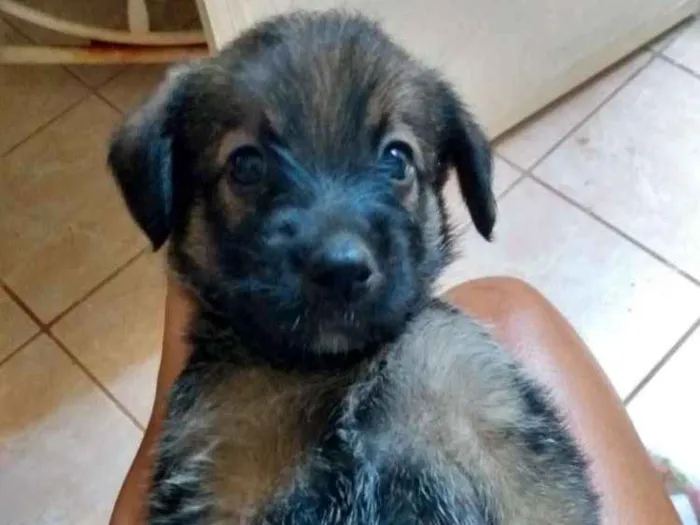 Cachorro ra a Não definida  idade Abaixo de 2 meses nome Pimpolha