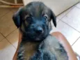 Pimpolha