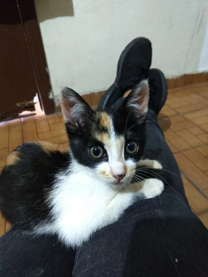 Gato ra a Não sei idade 2 a 6 meses nome Não tem 