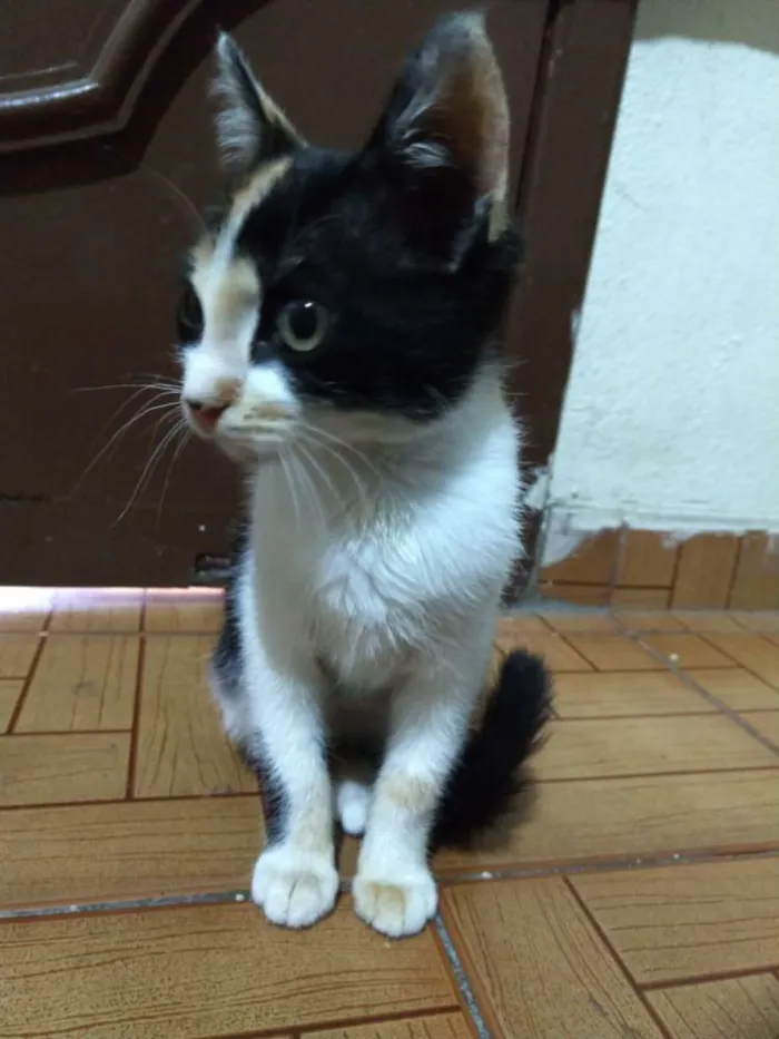 Gato ra a Não sei idade 2 a 6 meses nome Não tem 