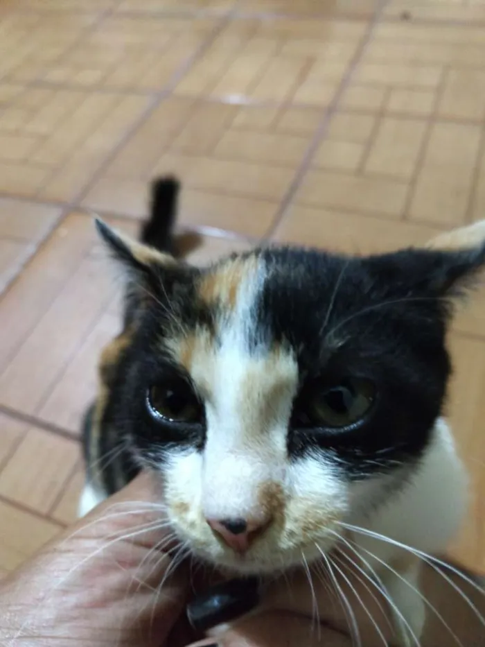 Gato ra a Não sei idade 2 a 6 meses nome Não tem 