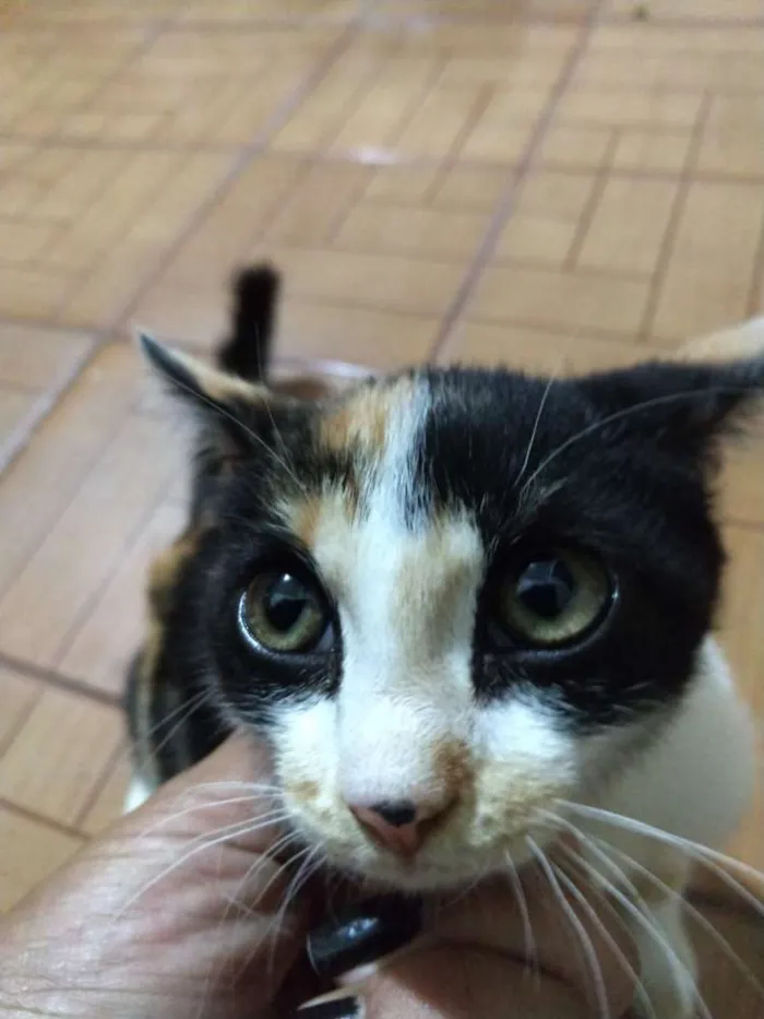 Gato ra a Não sei idade 2 a 6 meses nome Não tem 