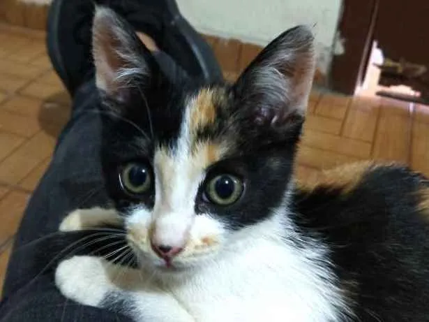 Gato ra a Não sei idade 2 a 6 meses nome Não tem 