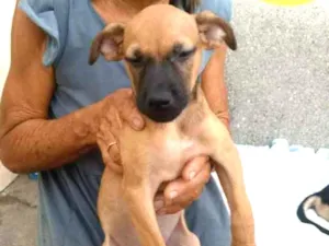 Cachorro raça Não definida idade 2 a 6 meses nome Filhotinhos