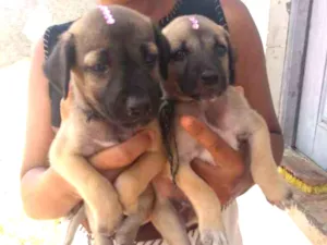 Cachorro raça Vira lata idade Abaixo de 2 meses nome Sem nomes