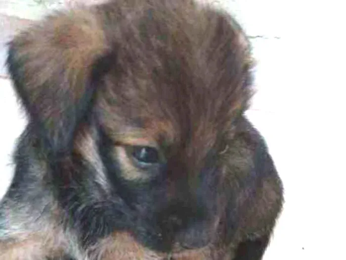 Cachorro ra a Não definida  idade Abaixo de 2 meses nome Pimpolha