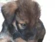 Pimpolha