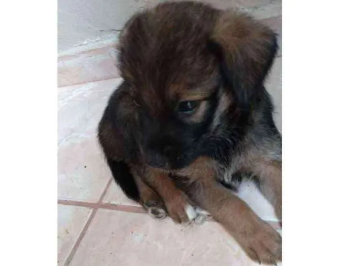Cachorro ra a Não definida  idade Abaixo de 2 meses nome Pimpolha