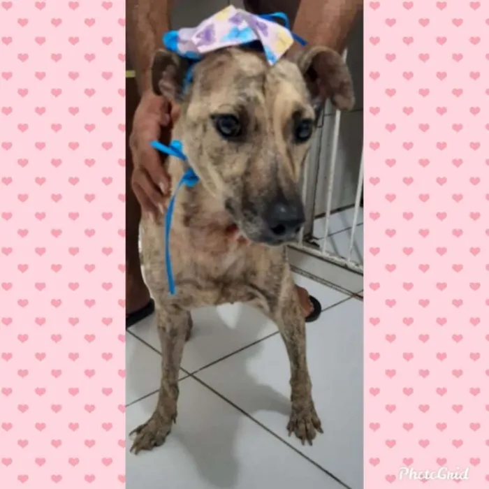 Cachorro raça SRD idade 3 anos nome Kelly