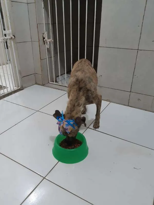 Cachorro raça SRD idade 3 anos nome Kelly